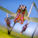 Illustration for article titled Alien monsters or awesome spiders, I just love these little guys
